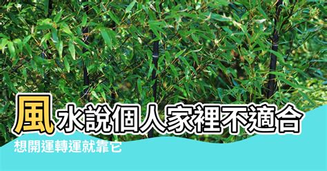 植栽 風水|讓風水變好的植栽有哪些？想開運轉運就靠它